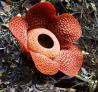 Rafflésia Arnoldii