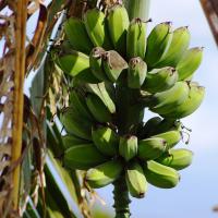 Bananes d'indonésie sumatra