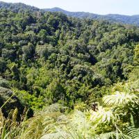 Jungle du parc de kerenci