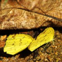 Papillons de Sumatra