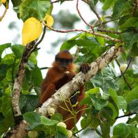 Red leaf monkey
