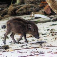 cochon sauvage d'asie