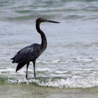 Héron noir de Sumatra