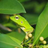 lézard vert à crête de Sumatra