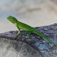 Lézard vert d'indonésie