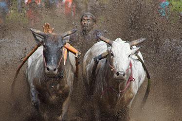 Cow Race – West Sumatra