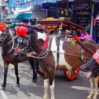 chevaux-au-marche-harau