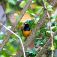 observer-la-nature-indonesie