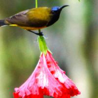 oiseau-extraordinaire-indonesie