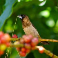 protection-nature-sumatra