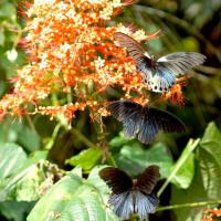 papillons-extraordianires-sumatra