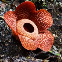 raflesia-fleur-sumatra