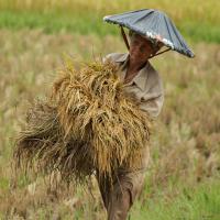 femme-travail-champ-sumatra