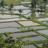 riziere-vallee-harau