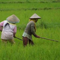 femme-recoltant-riz-sumatra
