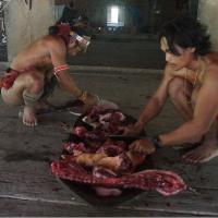 partage-cochon-chez-mentawaï