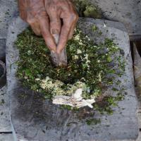 preparation-poison-mentawaï