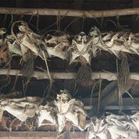 decoration-habitation-mentawaï