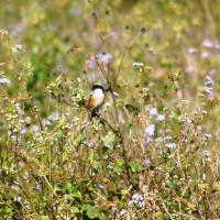 Faune-oiseau-Suamtra