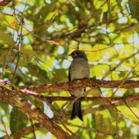 OIseau-jungle-Sumatra