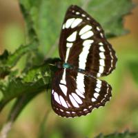 Suamtra-Kerenci-papillon