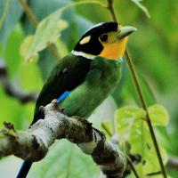 oiseau-colore-Suamtra-kerenci