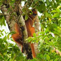 Langur rouge - jophira tintin