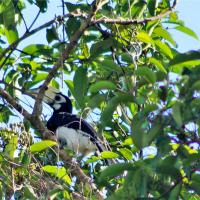 Calao Rhinocéros Jophira Sumatra