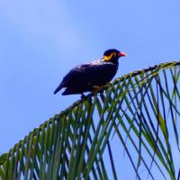 Mainate religieux - indonésie