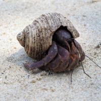 Bernard L'hermitte à sumatra