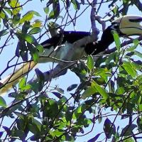 oiseau étrange à sumatra