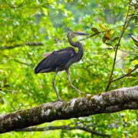 heron-cendre-asie
