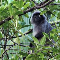 Langur Argenté