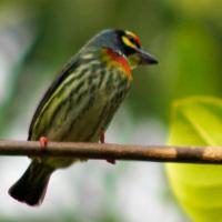 petit-oiseau-sumatra