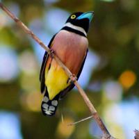 Eurylaime à capuchon - Jophira Sumatra