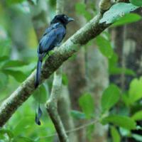 Drongo