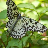 grand-papillon-indonésie