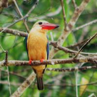 Martin-pecheur-indonesie