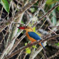 Martin-pêcheur-Sumatra